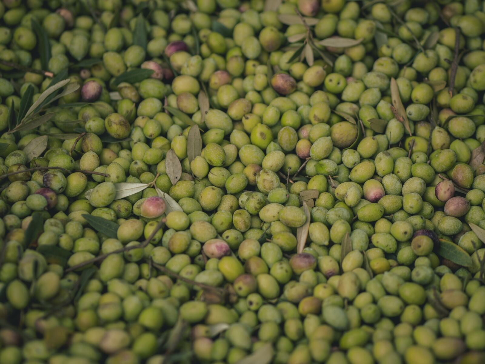 Aceitunas sobre la red de cosecha