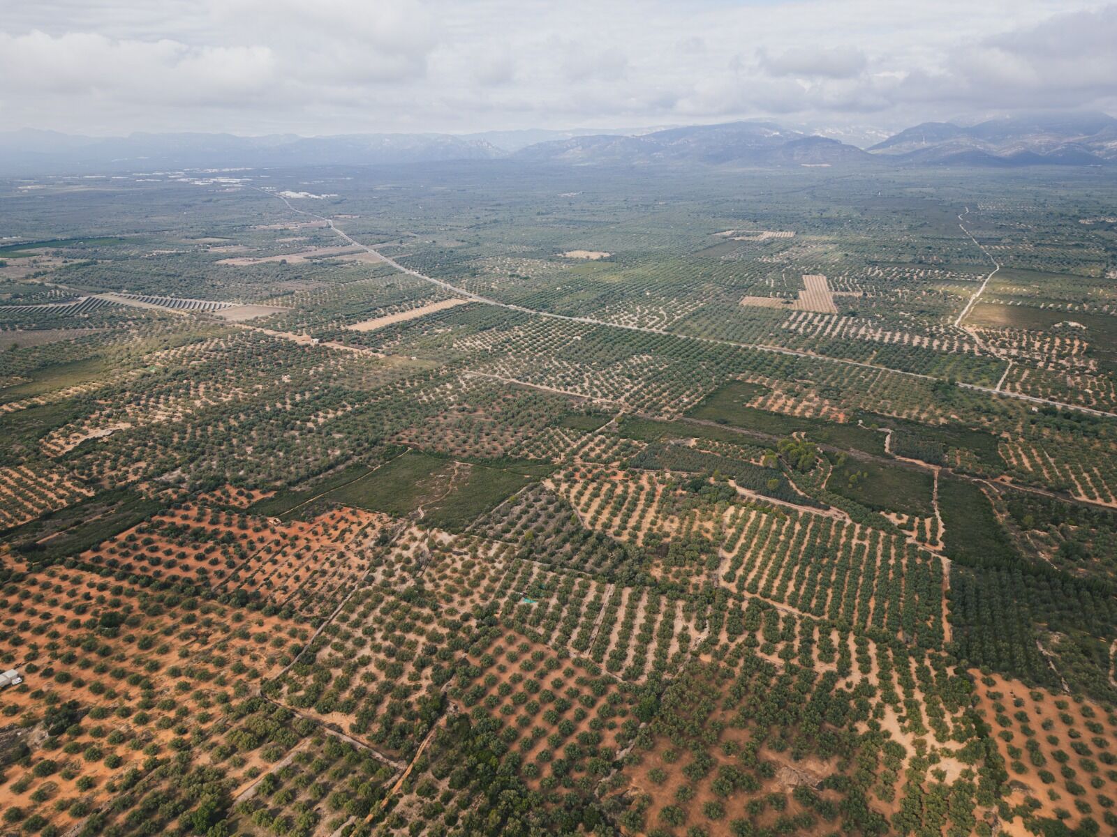 Vista aérea de olivares hasta las montañas